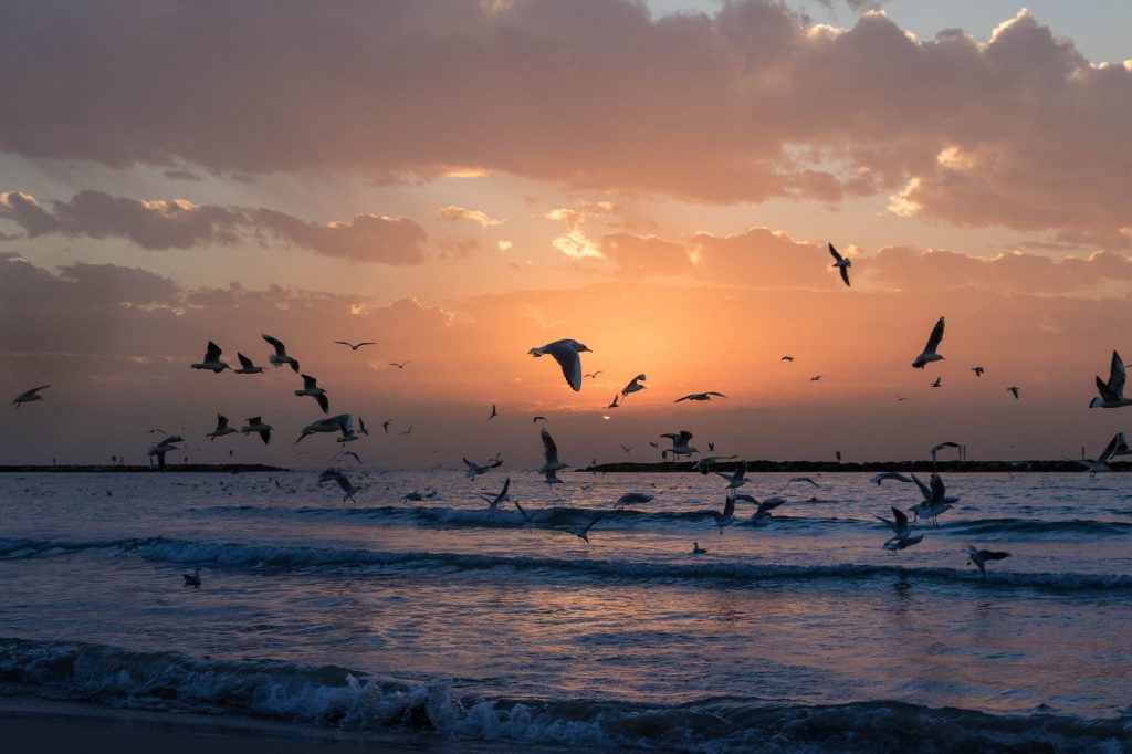 flock of white birds photo during sunset