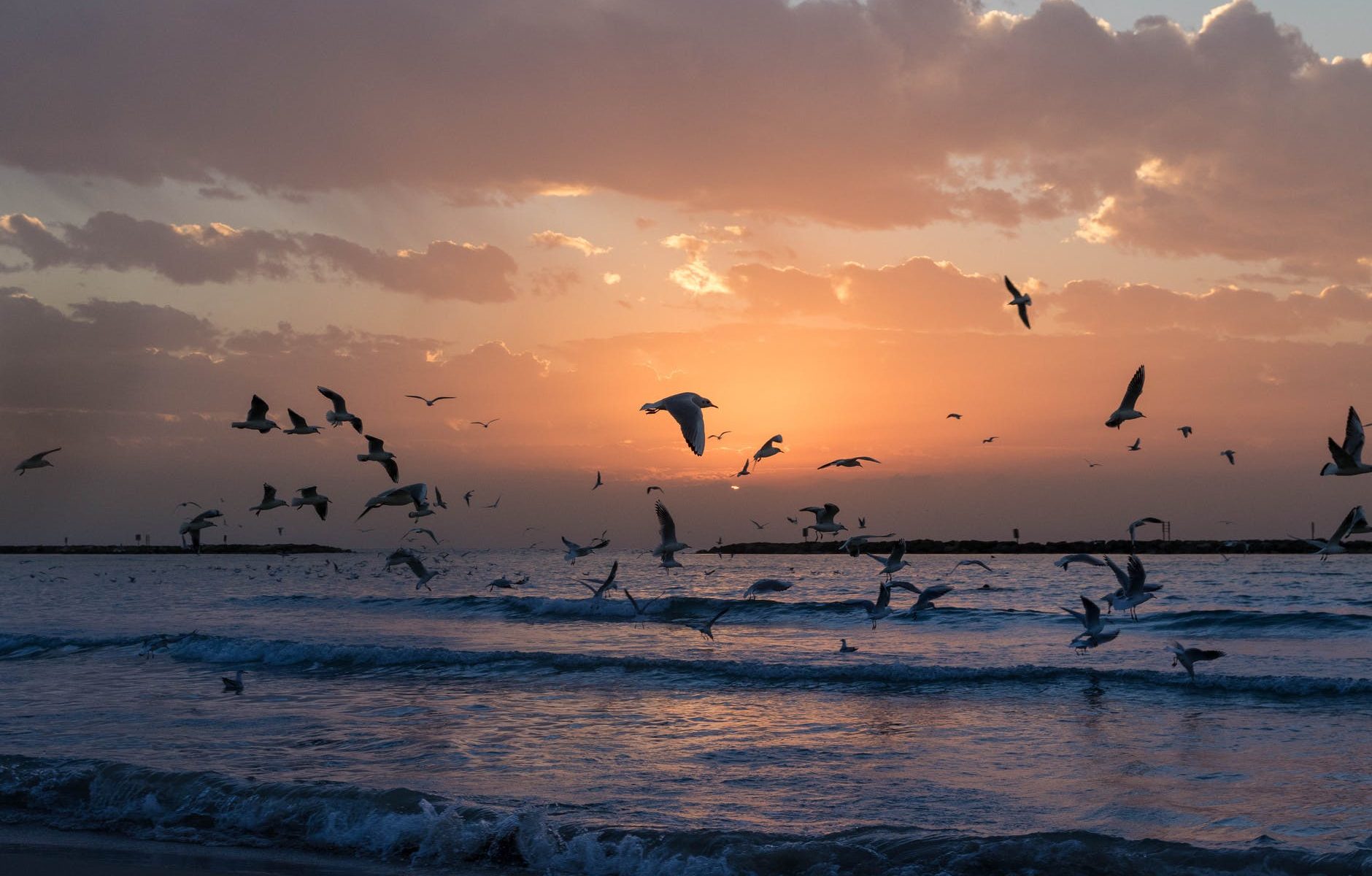 flock of white birds photo during sunset